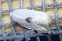 Pseudopostega auritella