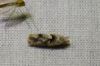 Epinotia bilunana