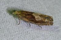 Eucosma gr. cana
