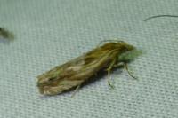 Eucosma gr. cana