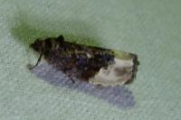 Hedya nubiferana