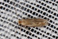 Bucculatrix