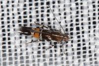 Cosmopterix pulchrimella