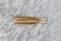 Pleurota aristella