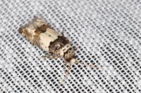 Epinotia thapsiana