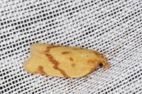 Clepsis pallidana