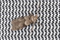 Blastobasis glandulella