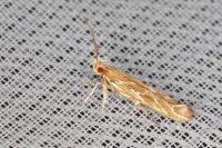 Pyroderces argyrogrammos