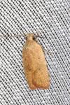 Agonopterix irrorata