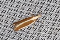 Dichomeris marginella