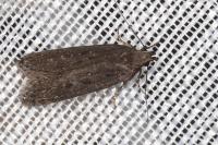 Neofaculta ericetella