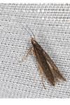 Neofaculta ericetella