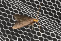 Eurodachtha pallicornella