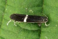 Aproaerema larseniella