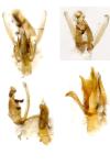 Aproaerema larseniella