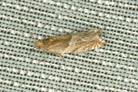 Ancylis comptana