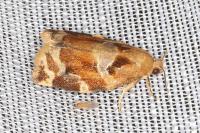 Archips xylosteana