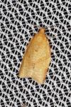 Clepsis consimilana