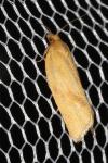 Clepsis pallidana