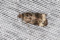 Endothenia