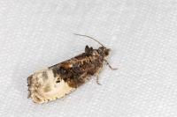 Hedya nubiferana