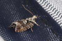 Zeiraphera isertana