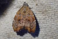 Choreutis nemorana
