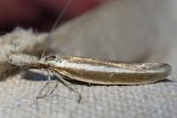Pleurota aristella
