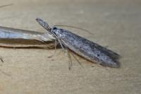 Pleurota ericella