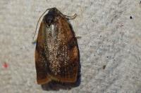 Cacoecimorpha pronubana