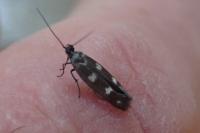 Scythris scopolella