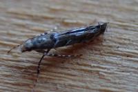 Acrocercops brongniardella