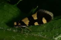 Lampronia rupella