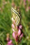 Heterogynis penella