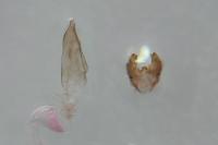 Oxypteryx atrella
