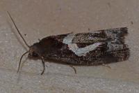 Epiblema foenella