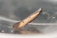 Mesophleps trinotella