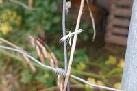 Pterophorus pentadactylus