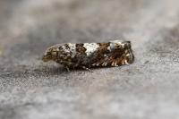 Epiblema costipunctana