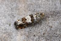 Epiblema costipunctana