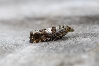 Epiblema costipunctana