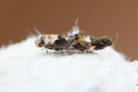 Mompha lacteella