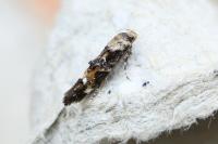 Mompha lacteella