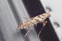 Caloptilia cuculipennella