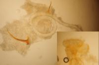 Caloptilia cuculipennella