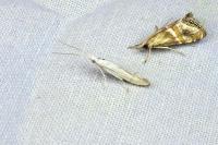 Coleophora