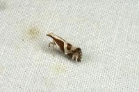 Eidophasia hufnagelii