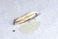 Eucosma albidulana