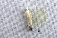 Eucosma albidulana