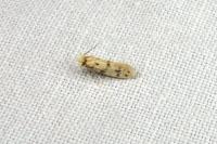 Eumasia parietariella